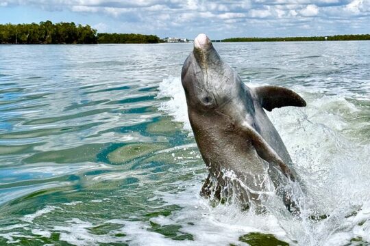 Ten Thousand Islands Boat Tour up to 12 people