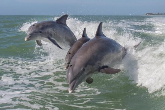 PRIVATE Eco Boat Trip out of Naples Bay, FL , island stop incl.