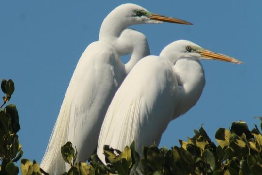 Small Group Boat, Kayak and Walking Guided Eco Tour Everglades