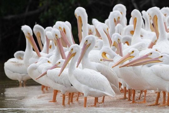 Everglades Manatee, Dolphin and Birding Boat Tour (2 hours)