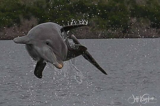 10,000 Islands Excursion Small-Group 3.5 hour Dolphin & Shelling Boat Tour