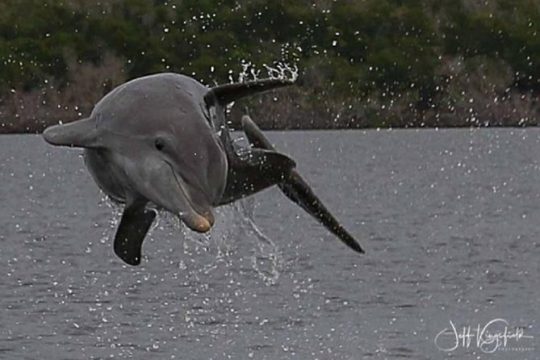 Marco Island 2 hour Dolphin, Birding and Shelling tour