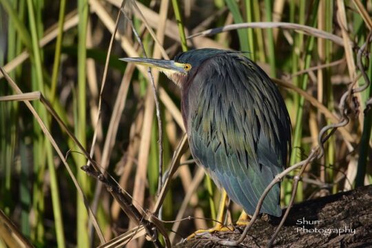 Everglades Kayak Safari Adventure Through Mangrove Tunnels