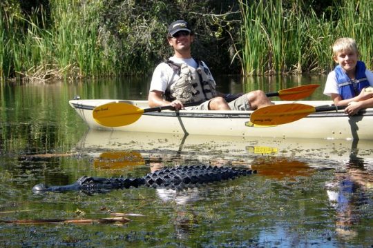 3 Hour Guided Mangrove Tunnel Kayak Eco Tour