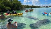 We saw a dolphin!