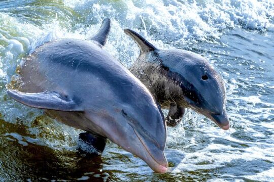 Private Shelling and Dolphin Excursion