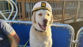 Bark on the Ark - a fun trip with your dog!