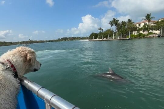 Bark on the Ark