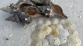 best shelling trip