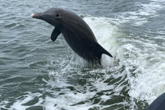 Half Day Shelling Dolphin Eco Tour in 10 000 Island and Marco