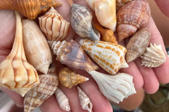 Private 5 Hour Beach Trip and Island Adventure Naples, Florida