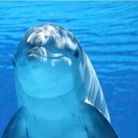 Dolphin & Whale Watching