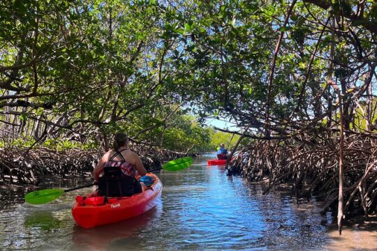 Guided Eco Island Activity: Kayak/Sup Manatees and Dolphins