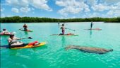 Paddle board tour