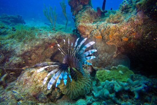 Full-Day Scuba Diving Catalina Island Tour from Bavaro