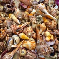 Holiday & Seasonal Tours