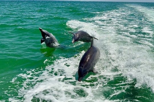 6 Hour Boat Tour With Dolphin Watching and Cabbage Key Island